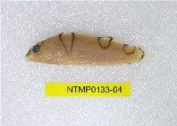 藏品(蓋馬氏盔魚)的圖片